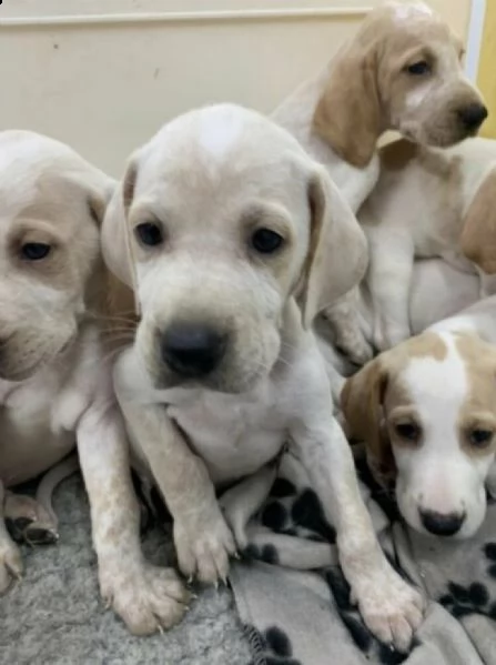 bracco italiano qui stiamo cercando case 5* per i nostri bellissimi cuccioli di bracco italiano x en