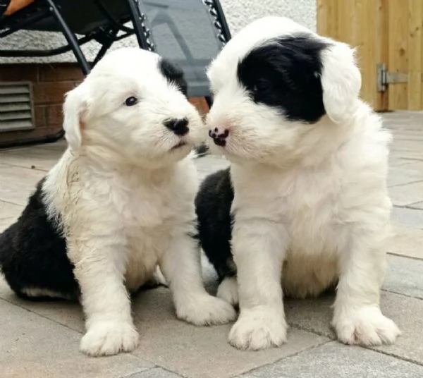 cuccioli di cane pastore inglese antico