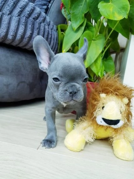 vendita cucciolata bouledogue francese blue | Foto 1