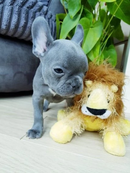 vendita cucciolata bouledogue francese blue | Foto 0