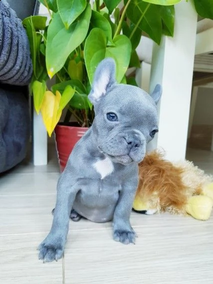 vendita cucciolata bouledogue francese blue