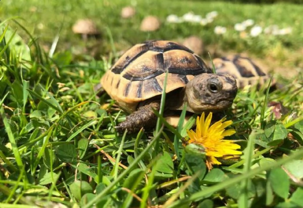  tartarughe hermanni | Foto 0