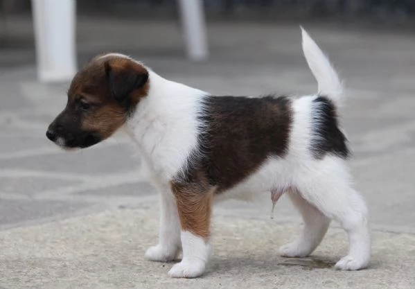 Fox Terrier, pelo liscio | Foto 2