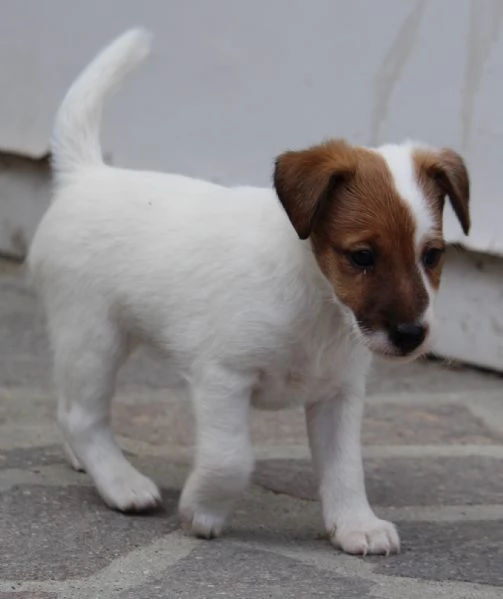 Fox Terrier, pelo liscio | Foto 1