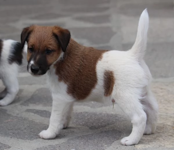 Fox Terrier, pelo liscio | Foto 0