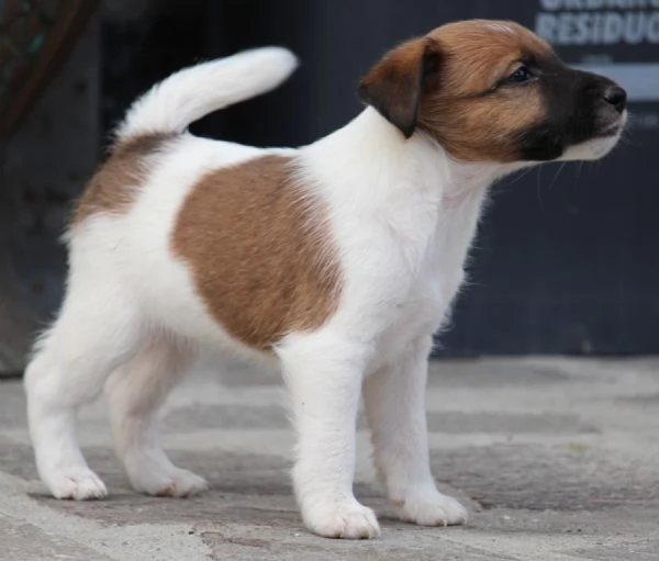 Fox Terrier, pelo liscio