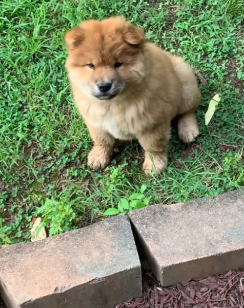 regalo bianchi cuccioli di chow chow