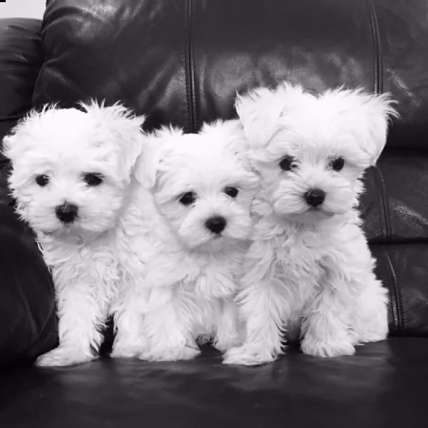 cuccioli maltese toy