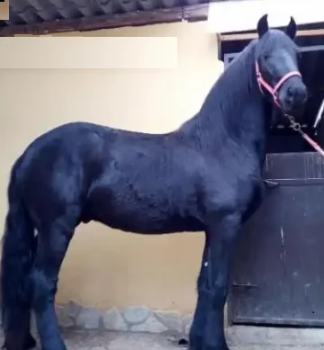 cavallo frisone , 8 anni , alla ricerca di un nuovo fantino . ottimo carattere, bellissimo movimento