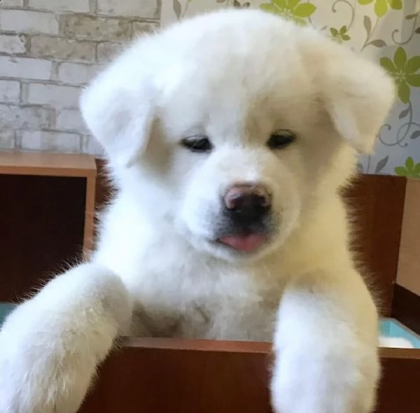 regalo akita inu cuccioli maschio e femmina