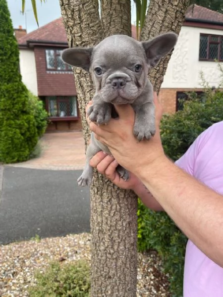 gratis cuccioli di bouledogue francese | Foto 1