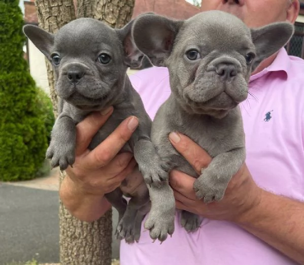 gratis cuccioli di bouledogue francese