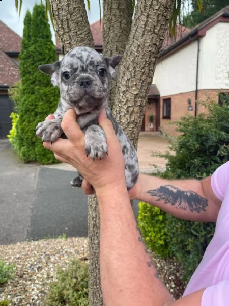 gratis cuccioli di bouledogue francese | Foto 0