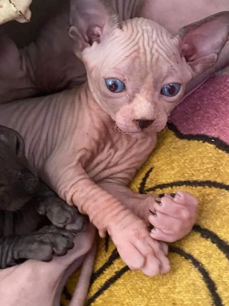 canadian sphynx | Foto 3