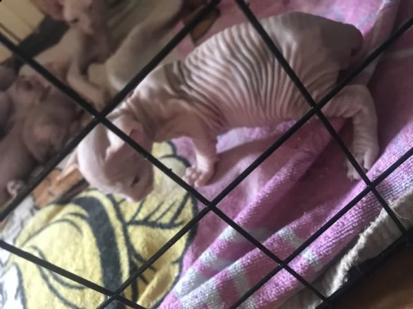 canadian sphynx | Foto 2