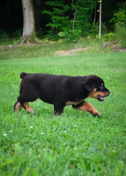 regalo cucciolo di rottweiler con un cappotto duro