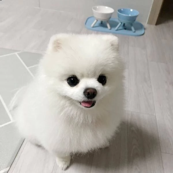 cucciolo di spitz nano di pomerania