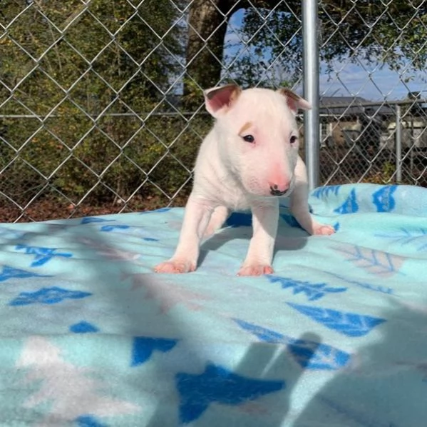  adorabili cuccioli di bull terrier messi in adozione