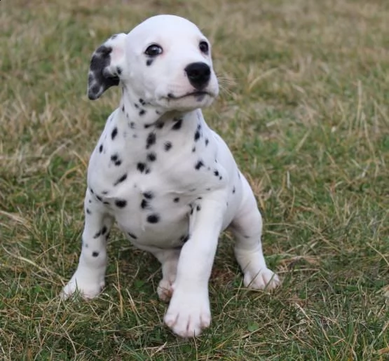 adorabili cuccioli di dalmata messi in adozione