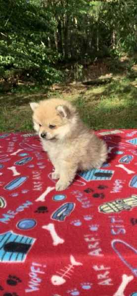 regalo volpino pomerania cuccioli