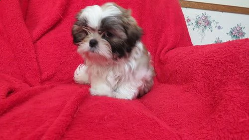 regalo cuccioli shih tzu