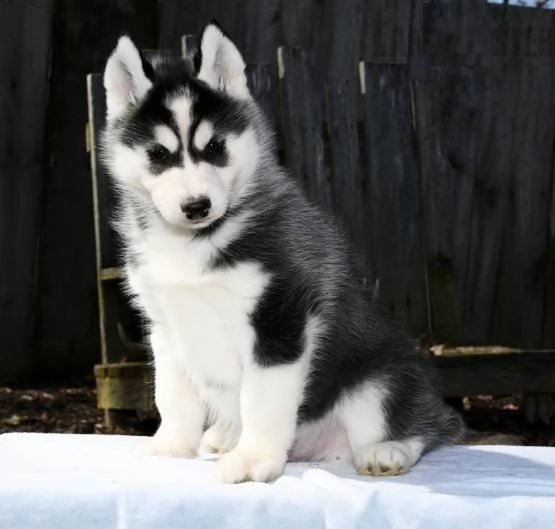  regalo siberian husky con pedigree 