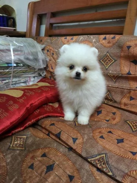 cucciolo di spitz nano di pomerania