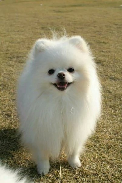 cuccioli di spitz di pomerania