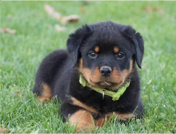  adorabili cuccioli di rottweiller impostati per l'adozione