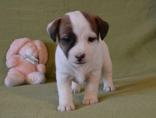 cuccioli di jack russel disponibili