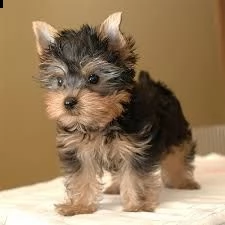 cuccioli adorabile di cuccioli di yorkshire terrier.