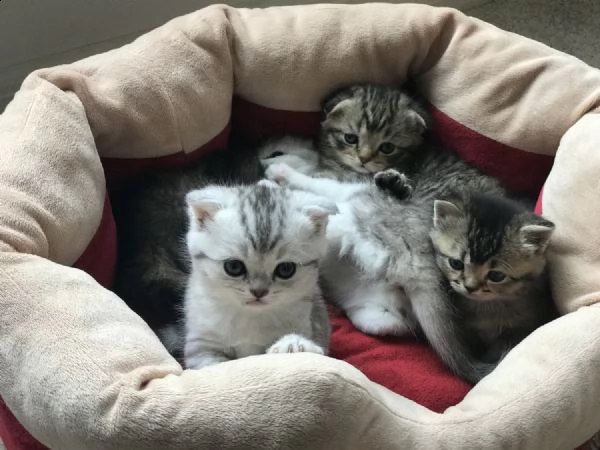 gattini scottish folds maschi e femmine