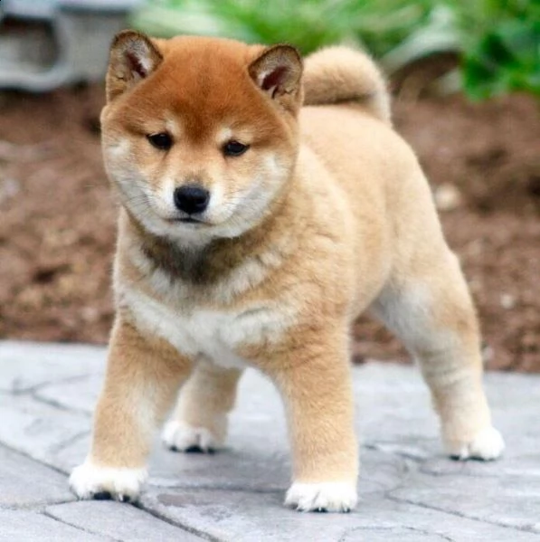  regalo akita inu cuccioli maschio e femmina