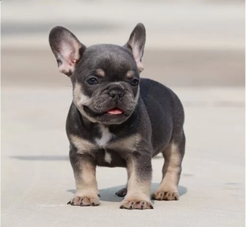  cuccioli di bulldog francese per l'adozione