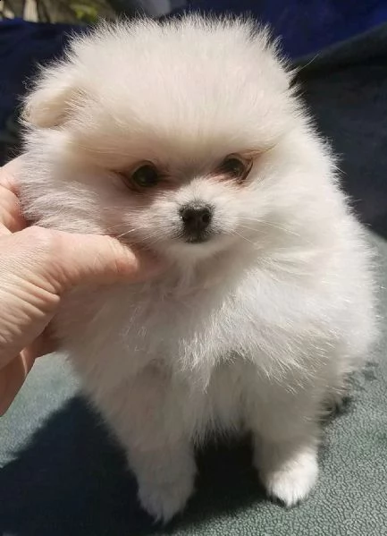 volpini spitz di pomerania cuccioli 