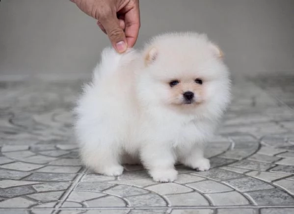 cucciolo spitz nano pomeranian 