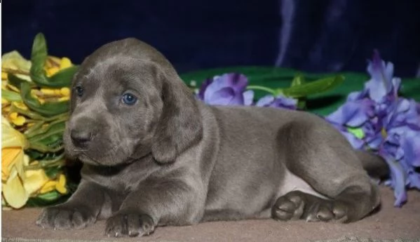  cuccioli di weimaraner per adozione