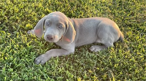 cuccioli di weimaraner per adozione