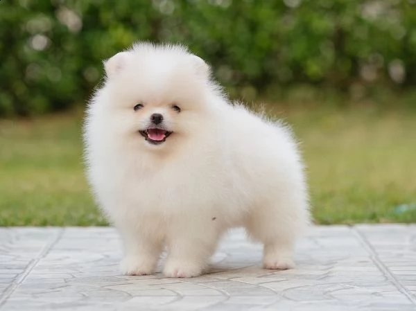 volpini di pomerania toy