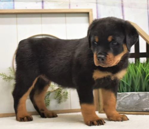 regalo cuccioli dal pelo corto rottweiler