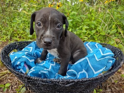 regalo cuccioli weimaraner