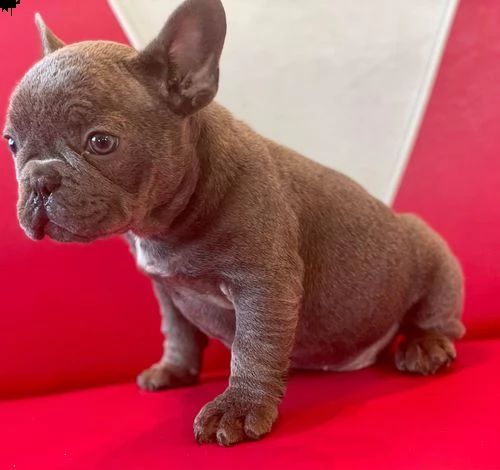 cuccioli di bulldog francese per l'adozione