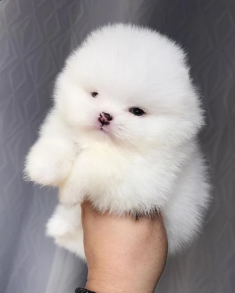 pomerania nano