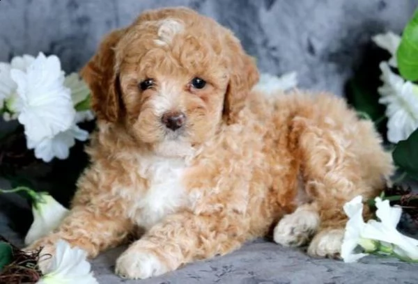 --.--bellissimi cuccioli di barboncino in adozione, i cuccioli sono molto sani intelligenti e gioche