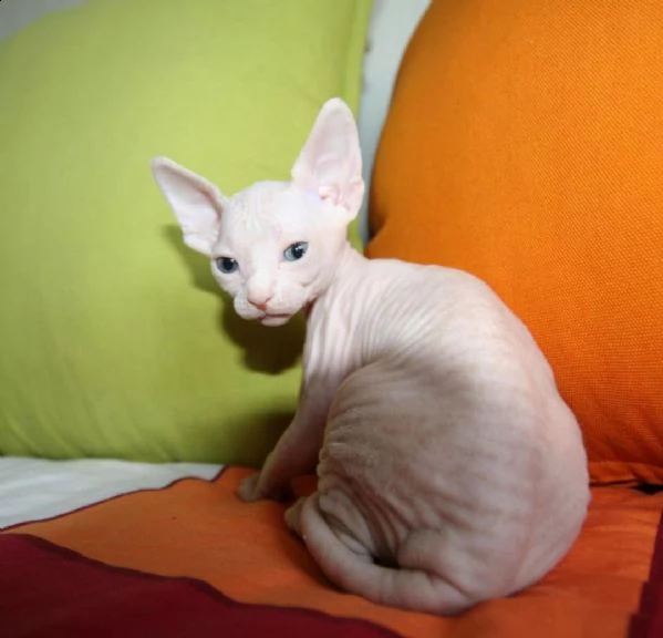 adorable sphynx for sale 