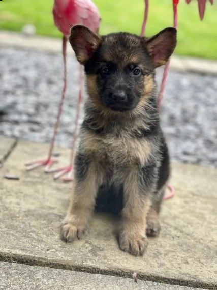 magnifici cuccioli dipastore tedesco