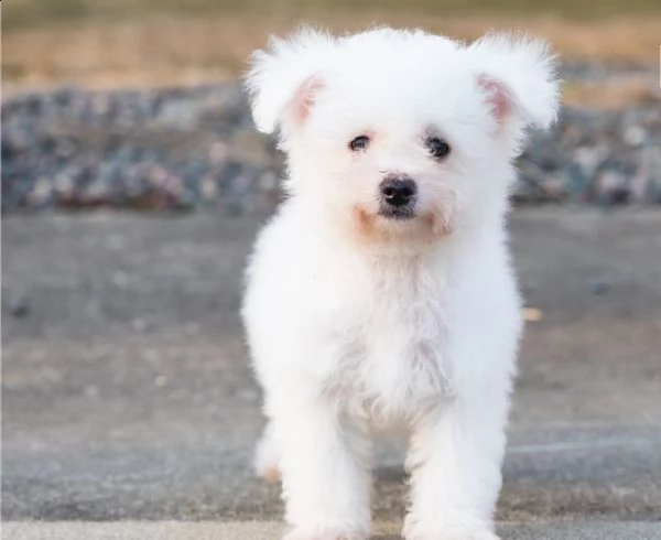 regalo bichon cuccioli meravigliosi ! 