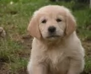 adorabili cuccioli di golden retriever femminucce e maschietti disponibili per l'adozione gratuita i