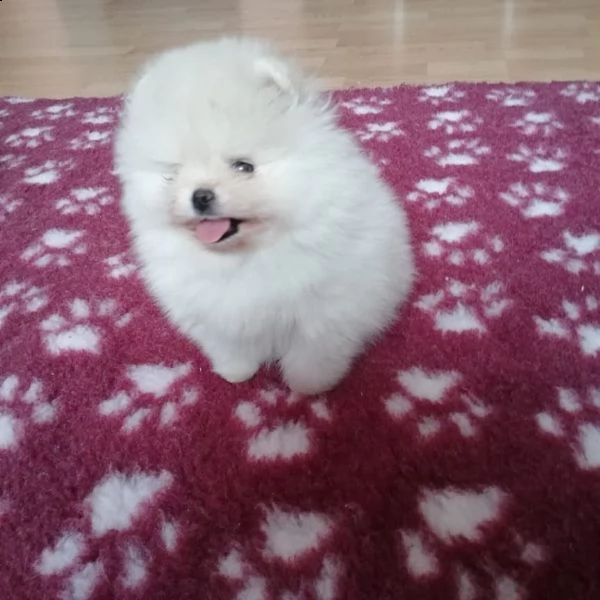 volpino di pomerania cucciolo di 9 mesi