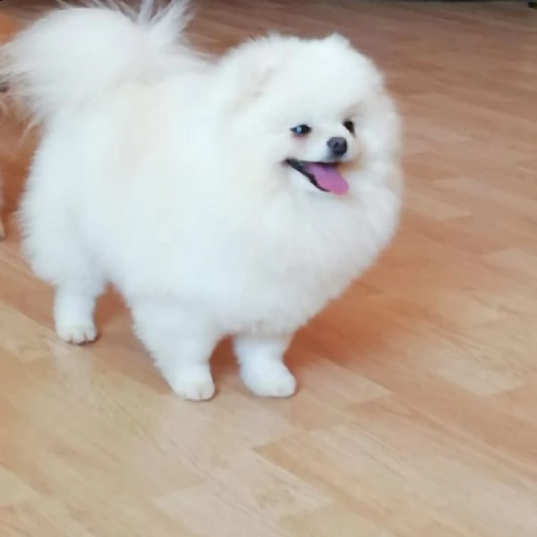 cucciolo spitz di pomerania